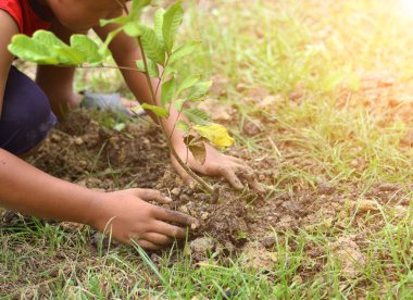 Eldivenle, bahçeye kök salmış Küçük Ağaç dikerek.