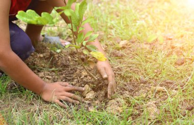 Eldivenle, bahçeye kök salmış Küçük Ağaç dikerek.