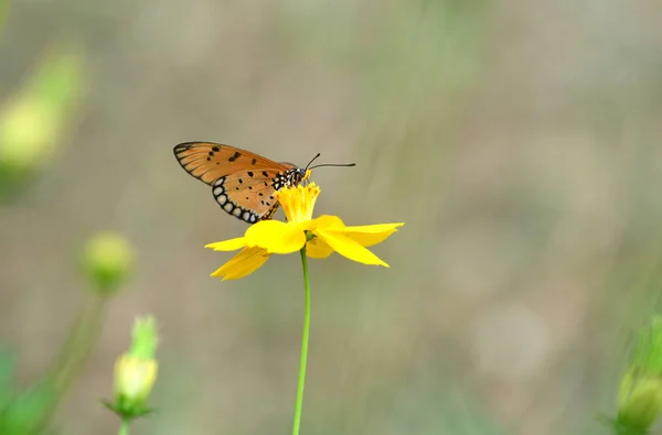 Verse Mangosteenvruchten Thailand — Stockfoto