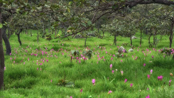 Campo Siam Tulip Cercuma Alismatifolia Floreciendo Temporada Lluvias Parque Nacional —  Fotos de Stock