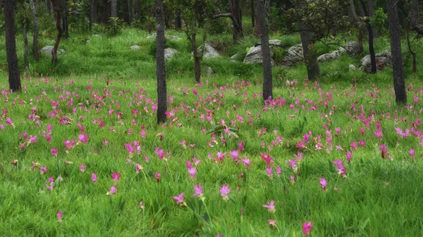 Campo Siam Tulip Cercuma Alismatifolia Floreciendo Temporada Lluvias Parque Nacional —  Fotos de Stock