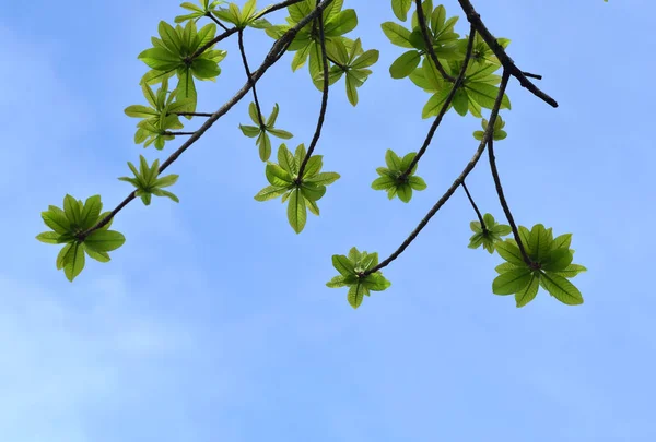 绿叶映衬着天空 — 图库照片