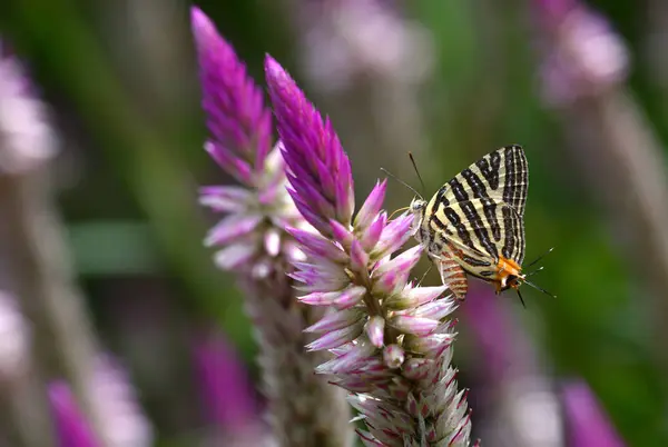 Verse Mangosteenvruchten Thailand — Stockfoto