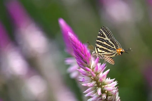 Verse Mangosteenvruchten Thailand — Stockfoto