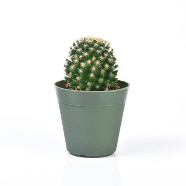 Kaktüs beyaz arkaplanda izole