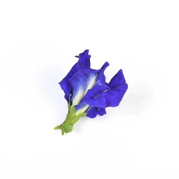 Lila Blommor Fjäril Ärta Clitoria Ternatea Isolera Vit Bakgrund — Stockfoto