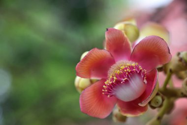 Çiçek bahçesinde top mermisi ağacının