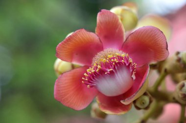 Çiçek bahçesinde top mermisi ağacının