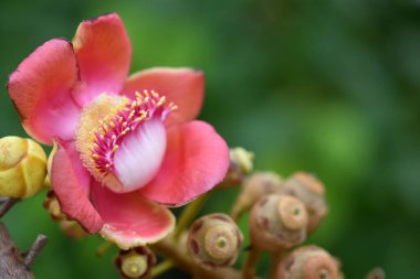 Çiçek bahçesinde top mermisi ağacının