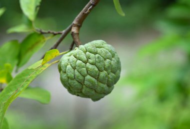 muhallebi ağaçta büyüyen elma