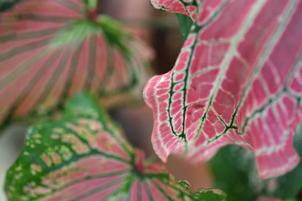 Bir Bitkinin Yaprak Yakın Çekim — Stok fotoğraf