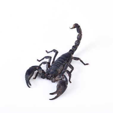 Akrep beyaz arkaplanda izole edildi