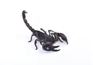 Akrep beyaz arkaplanda izole edildi