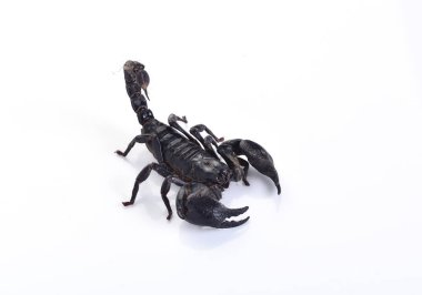 Akrep beyaz arkaplanda izole edildi