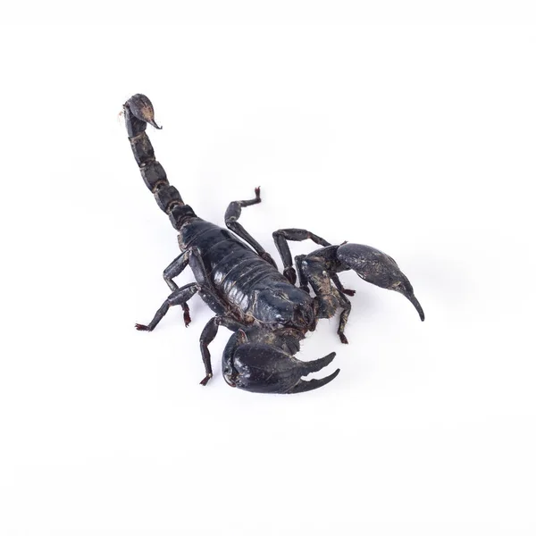Skorpion Isoliert Auf Weißem Hintergrund — Stockfoto