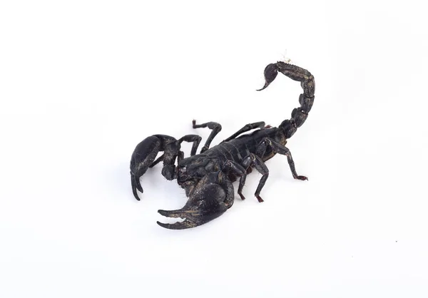Scorpione Isolato Sfondo Bianco — Foto Stock
