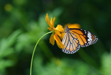 Kelebek (yaygın kaplan) ve çiçek doğada