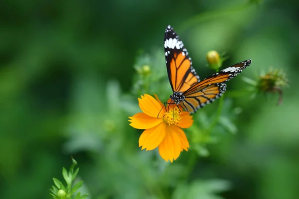 Butterfly Common Tiger Flower Nature — Stock Photo, Image