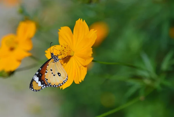 Mariposa Flor Jardín Flores — Foto de Stock