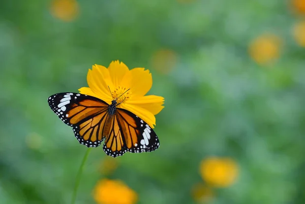 Kelebek Yaygın Kaplan Çiçek Doğada — Stok fotoğraf