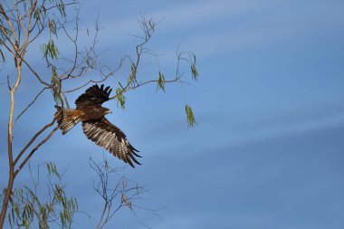 siyah mavi gökyüzünde uçan uçurtma