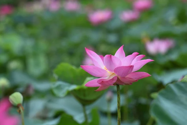 Flor Loto Tailandia — Foto de Stock