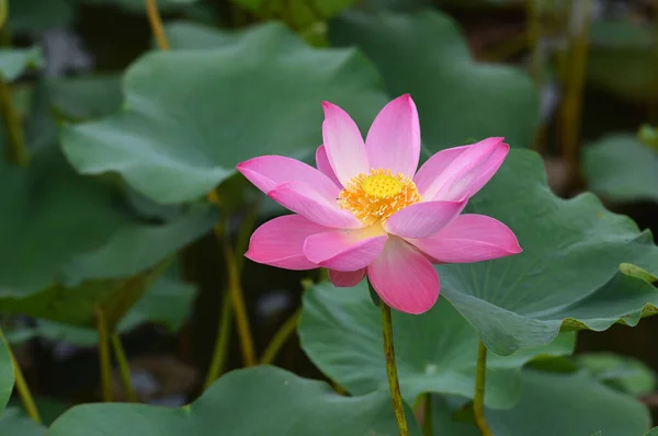 Lotus Flower Blossom Thailand — Stock Photo, Image