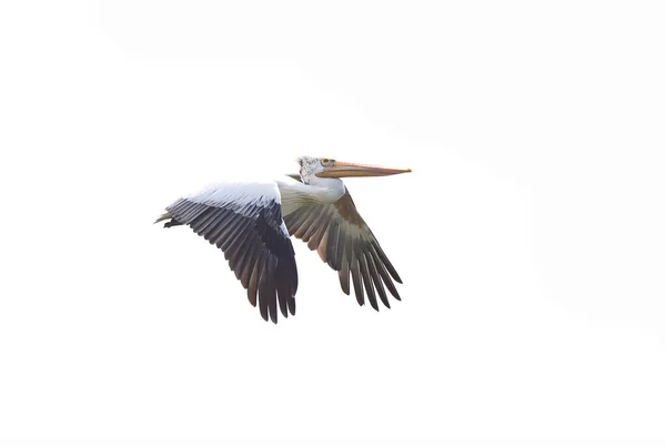 Pelican Zburător Fundal Alb — Fotografie, imagine de stoc