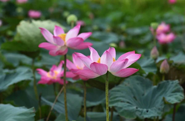 Flor Loto Tailandia — Foto de Stock