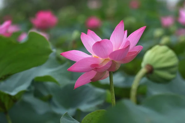Flor Lótus Florescer Tailândia — Fotografia de Stock