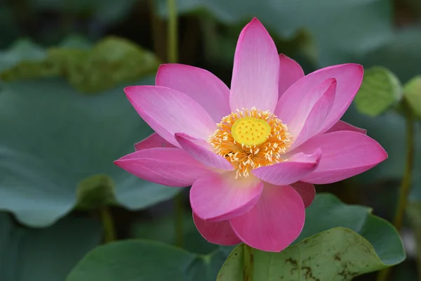 Lotus Flower Blossom Thailand — Stock Photo, Image