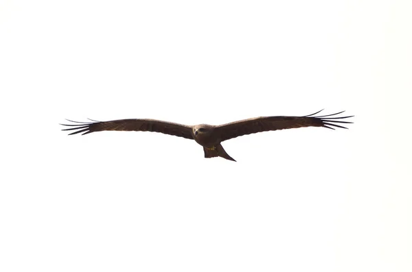 Черный Змей Воздушный Змей Pariah Летящий Белом Фоне — стоковое фото