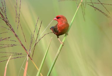 Güzel Kırmızı Kuş, Kızıl Avadavat (Amandava amandava) Tayland 'da bir dala tünedi