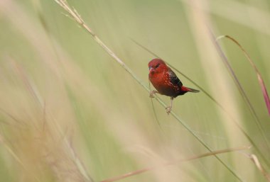 Güzel Kırmızı Kuş, Kızıl Avadavat (Amandava amandava) Tayland 'da bir dala tünedi