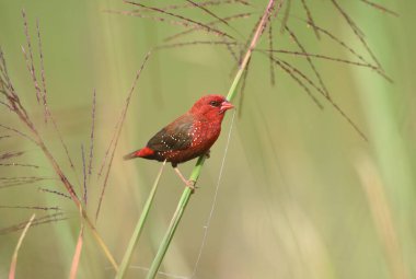 Güzel Kırmızı Kuş, Kızıl Avadavat (Amandava amandava) Tayland 'da bir dala tünedi