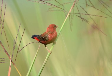 Güzel Kırmızı Kuş, Kızıl Avadavat (Amandava amandava) Tayland 'da bir dala tünedi