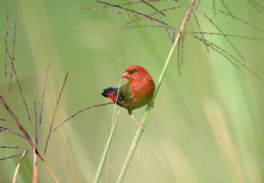 Güzel Kırmızı Kuş, Kızıl Avadavat (Amandava amandava) Tayland 'da bir dala tünedi