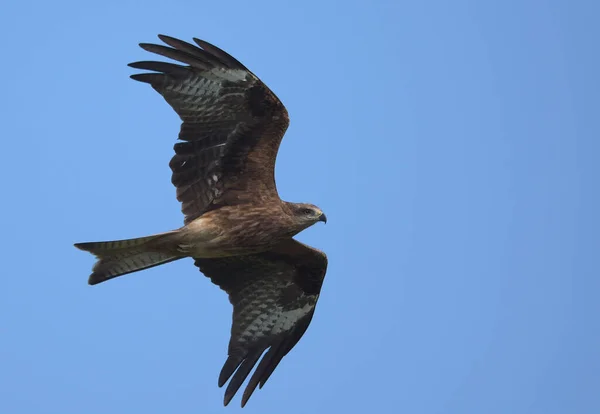 Schwarzmilan Fliegt Bei Blauem Himmel Thailand — Stockfoto