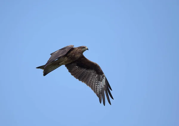 Svart Drake Flyger Blå Himmel Thailand — Stockfoto