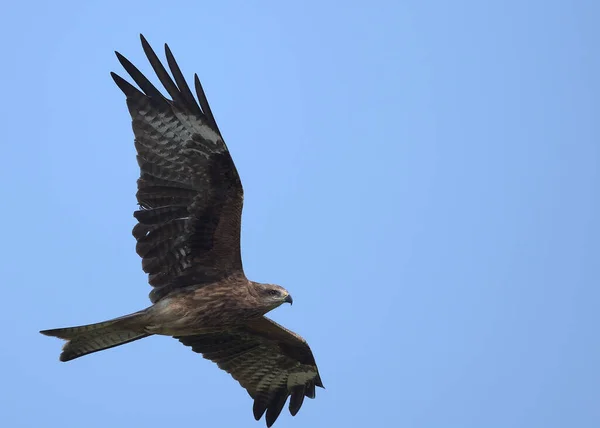 Schwarzmilan Fliegt Bei Blauem Himmel Thailand — Stockfoto