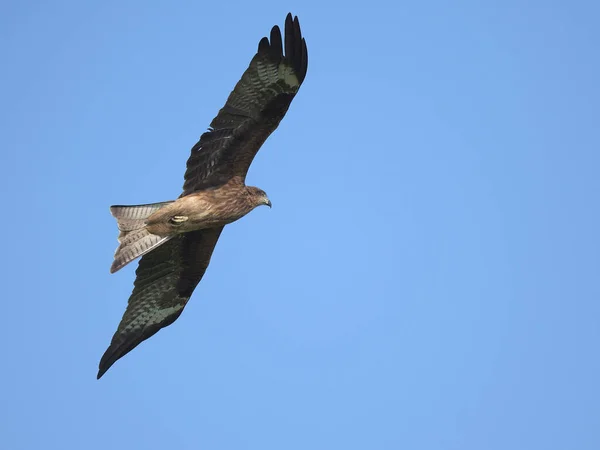 Schwarzmilan Fliegt Bei Blauem Himmel Thailand — Stockfoto