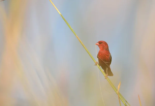 Krásný Červený Pták Červený Avádavat Amandava Amandava Sedící Větvi Pořízené — Stock fotografie