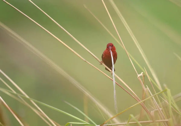 Pássaro Vermelho Bonito Avadavat Vermelho Amandava Amandava Empoleirado Ramo Tomado — Fotografia de Stock