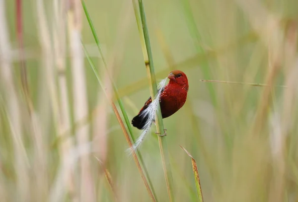 Krásný Červený Pták Červený Avádavat Amandava Amandava Sedící Větvi Pořízené — Stock fotografie