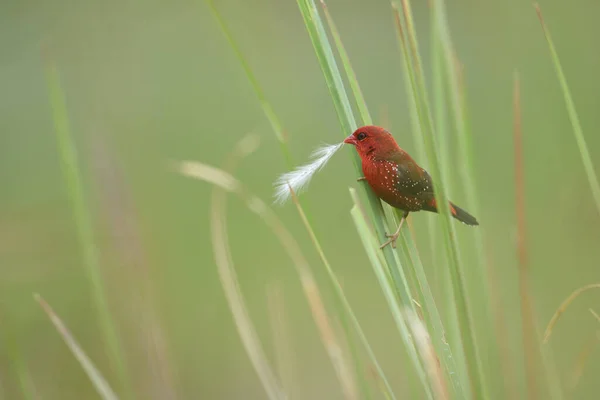 Belle Oiseau Rouge Avadavat Rouge Amandava Amandava Perché Sur Une — Photo