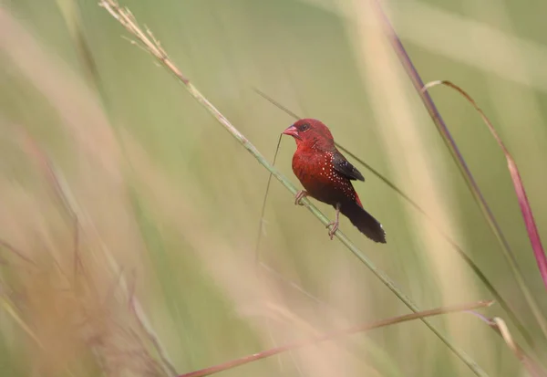 Pássaro Vermelho Bonito Avadavat Vermelho Amandava Amandava Empoleirado Ramo Tomado — Fotografia de Stock