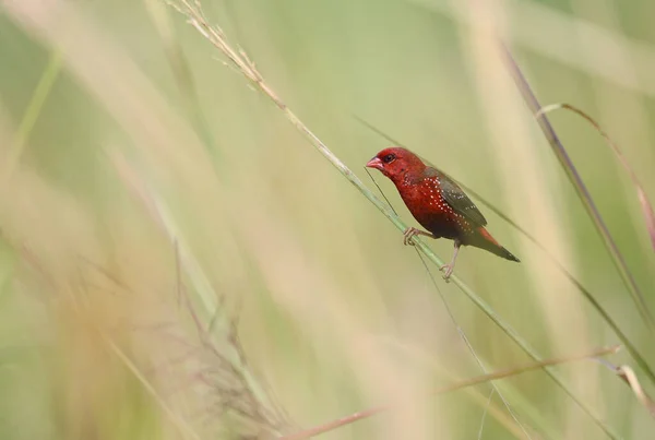 Pássaro Vermelho Bonito Avadavat Vermelho Amandava Amandava Empoleirado Ramo Tomado — Fotografia de Stock