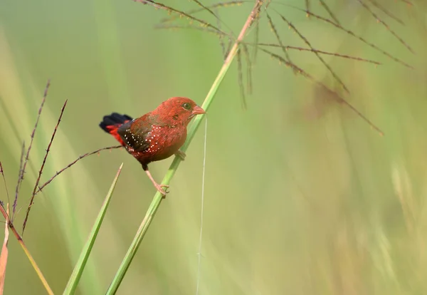 Gyönyörű Red Bird Red Avadavat Amandava Amandava Egy Ágon Vett — Stock Fotó