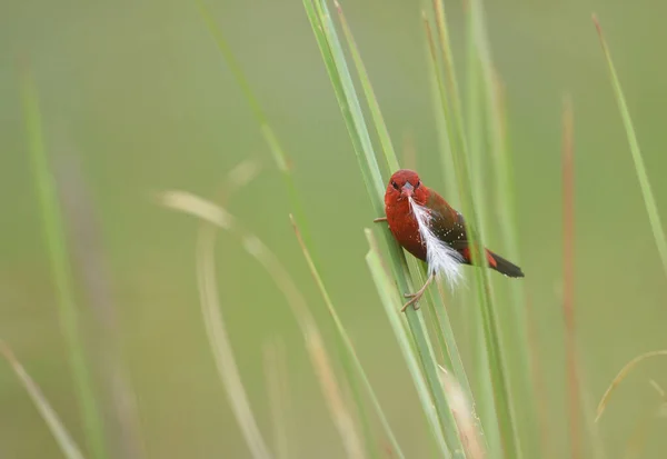 Beautiful Red Bird Red Avadavat Amandava Amandava Posado Una Rama —  Fotos de Stock