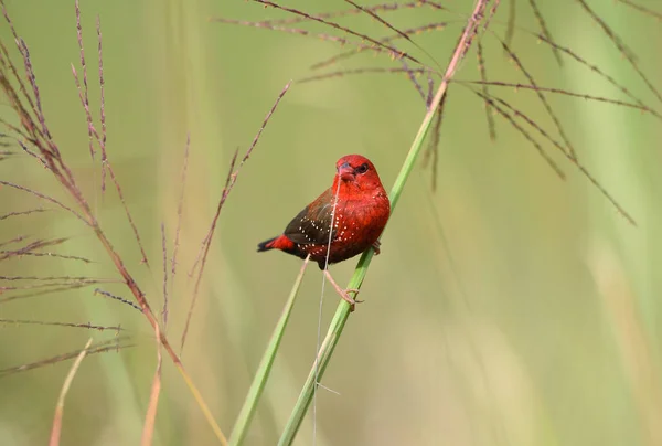 Gyönyörű Red Bird Red Avadavat Amandava Amandava Egy Ágon Vett — Stock Fotó